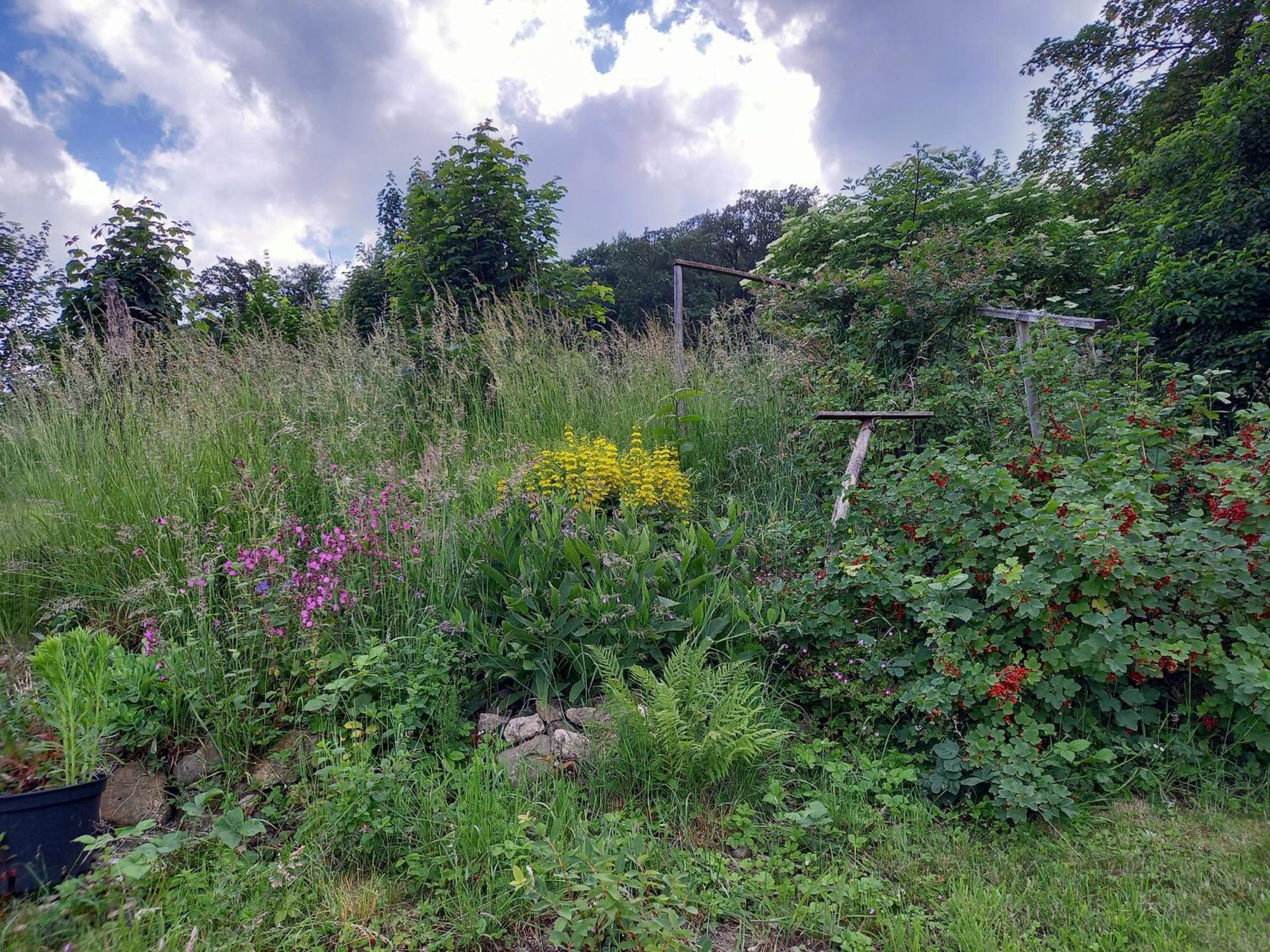 Elfenhaeuschen Mit 3 Dtv Sternen Ausgezeichnet Bad Harzburg Exterior foto